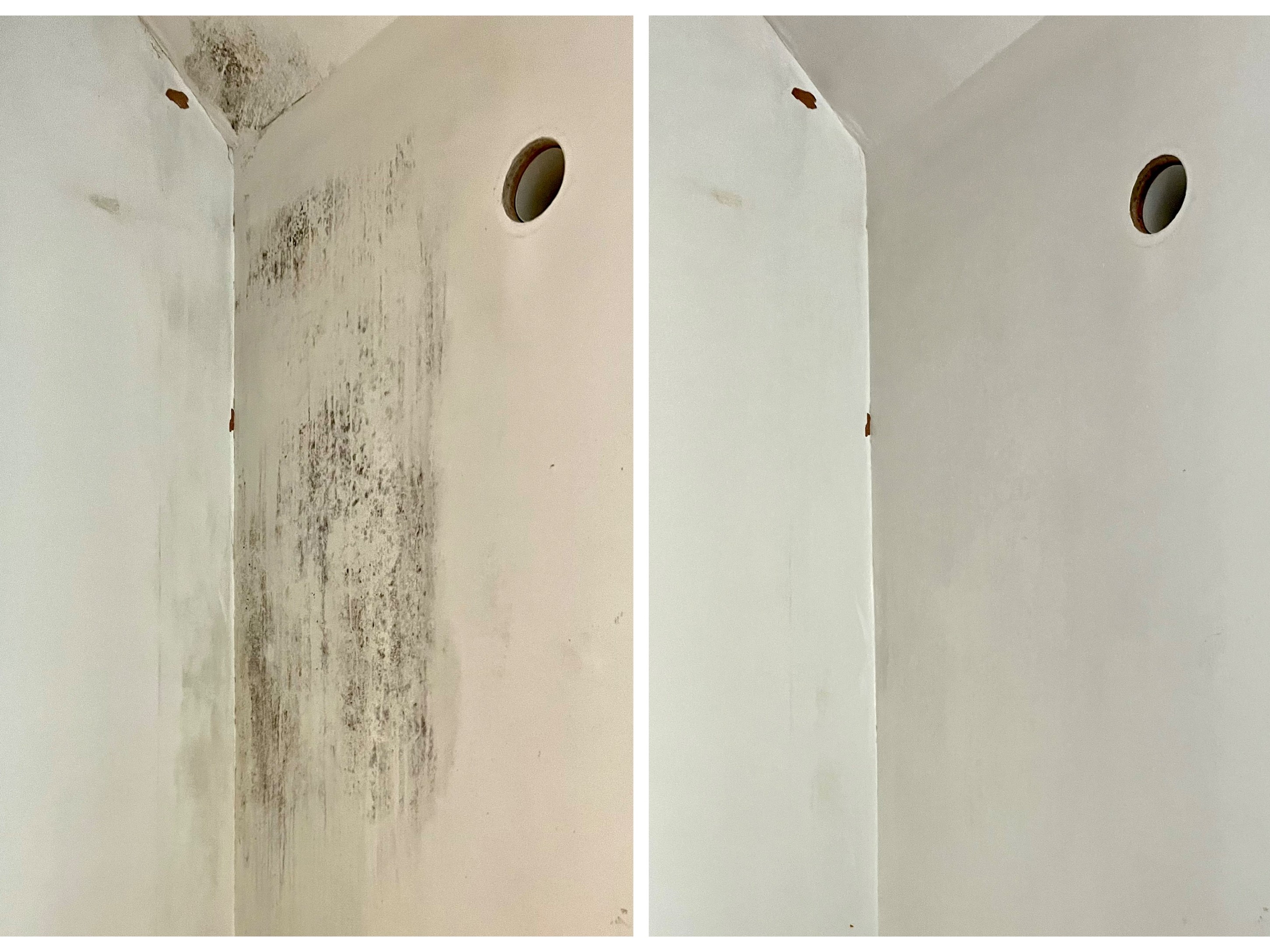 Professional mould removal